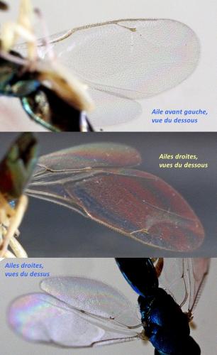 Mesopolobus sericeus